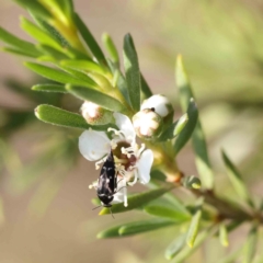 Kunzea ericoides at Black Mountain - 13 Dec 2023