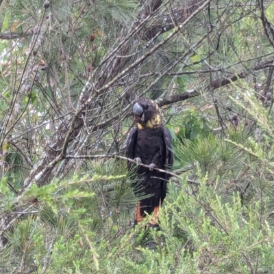 Calyptorhynchus lathami (Glossy Black-Cockatoo) at Ebenezer, NSW - 19 Jan 2024 by LiamSteinhour