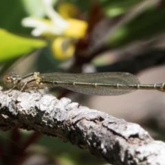 Austroagrion watsoni (Eastern Billabongfly) at South East Forest National Park - 18 Jan 2024 by AlisonMilton