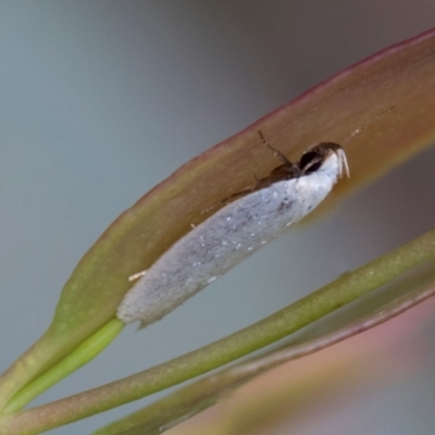 Scieropepla polyxesta (A Gelechioid moth (Xyloryctidae)) at Glen Allen, NSW - 18 Jan 2024 by AlisonMilton