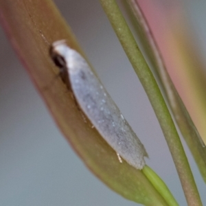 Scieropepla polyxesta at South East Forest National Park - 18 Jan 2024