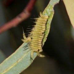 Pterygophorinae (subfamily) at Russell, ACT - 17 Jan 2024