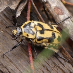 Chondropyga olliffiana (Olliff's flower scarab) at Wingecarribee Local Government Area - 17 Jan 2024 by Curiosity