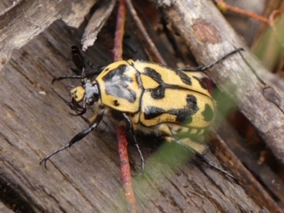 Chondropyga olliffiana (Olliff's flower scarab) at Wingecarribee Local Government Area - 17 Jan 2024 by Curiosity