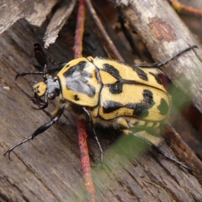 Chondropyga olliffiana (Olliff's flower scarab) at Wingecarribee Local Government Area - 16 Jan 2024 by Curiosity