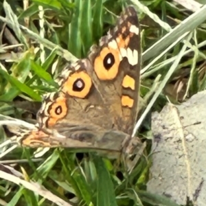 Junonia villida at Kangaroo Valley, NSW - suppressed