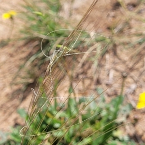 Austrostipa scabra at Molonglo River Reserve - 20 Jan 2024