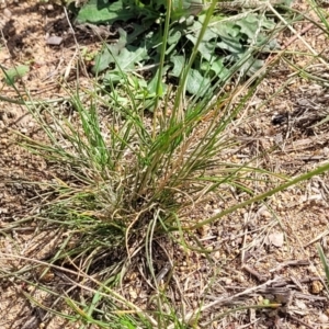 Austrostipa scabra at Molonglo River Reserve - 20 Jan 2024