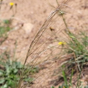 Austrostipa scabra at Molonglo River Reserve - 20 Jan 2024