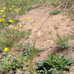 Austrostipa scabra at Molonglo River Reserve - 20 Jan 2024