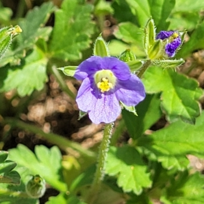 Erodium crinitum (Native Crowfoot) at Molonglo River Reserve - 19 Jan 2024 by trevorpreston