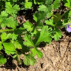 Erodium crinitum at Kama - 20 Jan 2024 10:27 AM