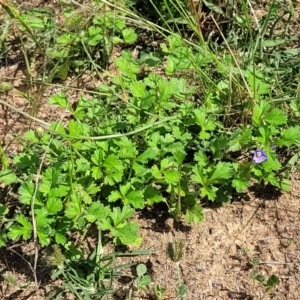 Erodium crinitum at Kama - 20 Jan 2024