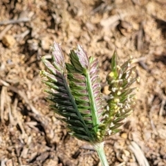 Eleusine tristachya (Goose Grass, Crab Grass, American Crows-Foot Grass) at Kama - 19 Jan 2024 by trevorpreston