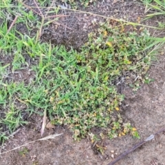 Alternanthera sp. A Flora of NSW (M. Gray 5187) J. Palmer at Molonglo River Reserve - 20 Jan 2024