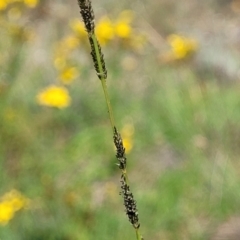 Sporobolus creber (Slender Rat's Tail Grass) at Whitlam, ACT - 19 Jan 2024 by trevorpreston