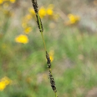 Sporobolus creber (Slender Rat's Tail Grass) at Molonglo River Reserve - 19 Jan 2024 by trevorpreston
