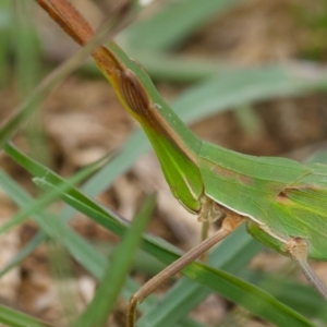 Acrida conica at Murrumbateman, NSW - 20 Jan 2024