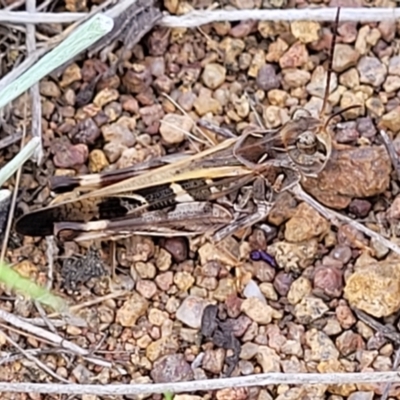 Oedaleus australis (Australian Oedaleus) at Whitlam, ACT - 19 Jan 2024 by trevorpreston