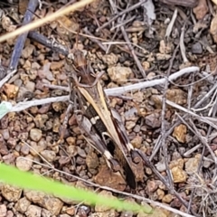 Oedaleus australis at Molonglo River Reserve - 20 Jan 2024