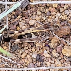 Oedaleus australis at Molonglo River Reserve - 20 Jan 2024