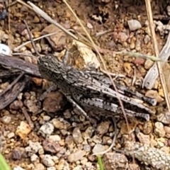 Austroicetes sp. (genus) (A grasshopper) at Molonglo River Reserve - 19 Jan 2024 by trevorpreston