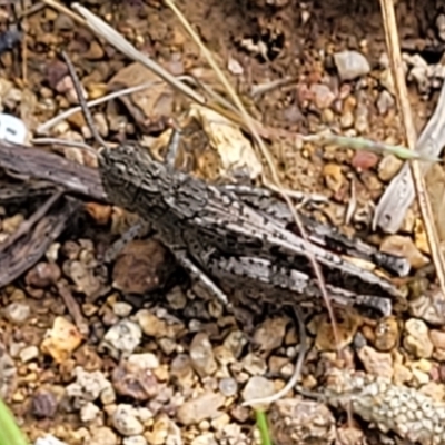 Austroicetes sp. (genus) (A grasshopper) at Molonglo River Reserve - 19 Jan 2024 by trevorpreston