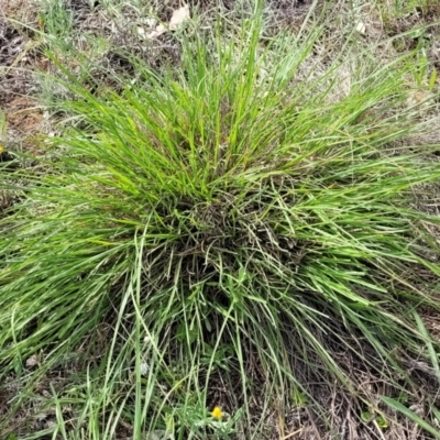 Nassella trichotoma at Molonglo River Reserve - 19 Jan 2024 by trevorpreston