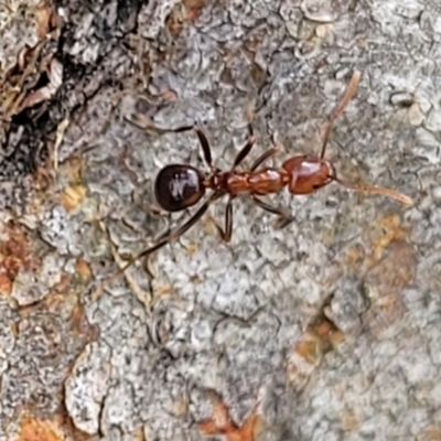 Papyrius sp. (genus) (A Coconut Ant) at Molonglo River Reserve - 19 Jan 2024 by trevorpreston
