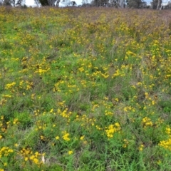 Hypericum perforatum (St John's Wort) at Whitlam, ACT - 19 Jan 2024 by trevorpreston