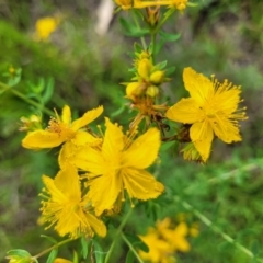 Hypericum perforatum at Kama - 20 Jan 2024 10:04 AM