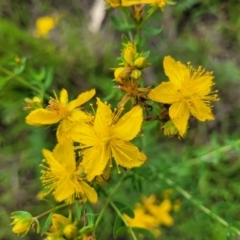 Hypericum perforatum at Kama - 20 Jan 2024 10:04 AM