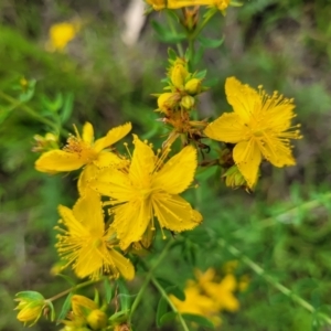 Hypericum perforatum at Kama - 20 Jan 2024 10:04 AM