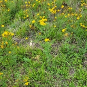 Hypericum perforatum at Kama - 20 Jan 2024 10:04 AM