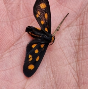 Asura cervicalis at Stirling Park - 20 Jan 2024