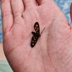 Asura cervicalis at Stirling Park - 20 Jan 2024 11:28 AM