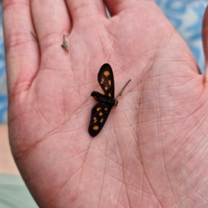 Asura cervicalis at Stirling Park - 20 Jan 2024 11:28 AM