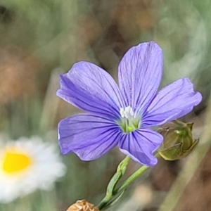 Linum marginale at Molonglo River Reserve - 20 Jan 2024 10:01 AM