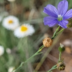 Linum marginale at Molonglo River Reserve - 20 Jan 2024