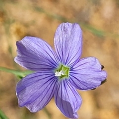 Linum marginale at Molonglo River Reserve - 20 Jan 2024