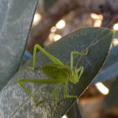 Caedicia simplex (Common Garden Katydid) at QPRC LGA - 19 Jan 2024 by Paul4K