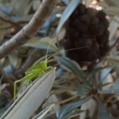 Caedicia simplex at QPRC LGA - suppressed