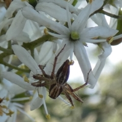 Oxyopes sp. (genus) (Lynx spider) at QPRC LGA - 19 Jan 2024 by Paul4K