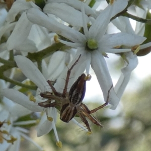 Oxyopes sp. (genus) at QPRC LGA - 20 Jan 2024