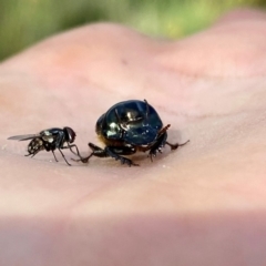 Onthophagus australis (Southern dung beetle) at QPRC LGA - 20 Jan 2024 by Wandiyali