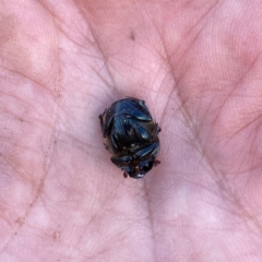 Onthophagus australis at Wandiyali-Environa Conservation Area - 20 Jan 2024