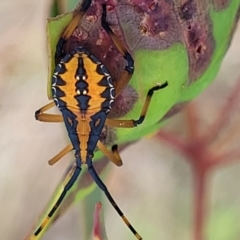 Amorbus alternatus (Eucalyptus Tip Bug) at Whitlam, ACT - 19 Jan 2024 by trevorpreston