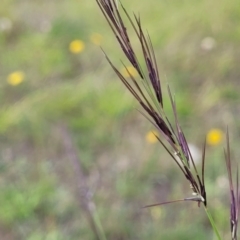 Aristida ramosa (Purple Wire Grass) at Molonglo River Reserve - 19 Jan 2024 by trevorpreston