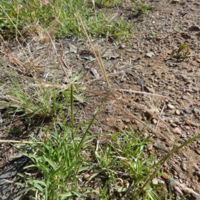 Chloris truncata (Windmill Grass) at Bicentennial Park - 19 Jan 2024 by Paul4K