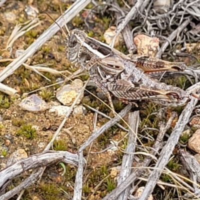 Brachyexarna lobipennis (Stripewinged meadow grasshopper) at Kama - 19 Jan 2024 by trevorpreston